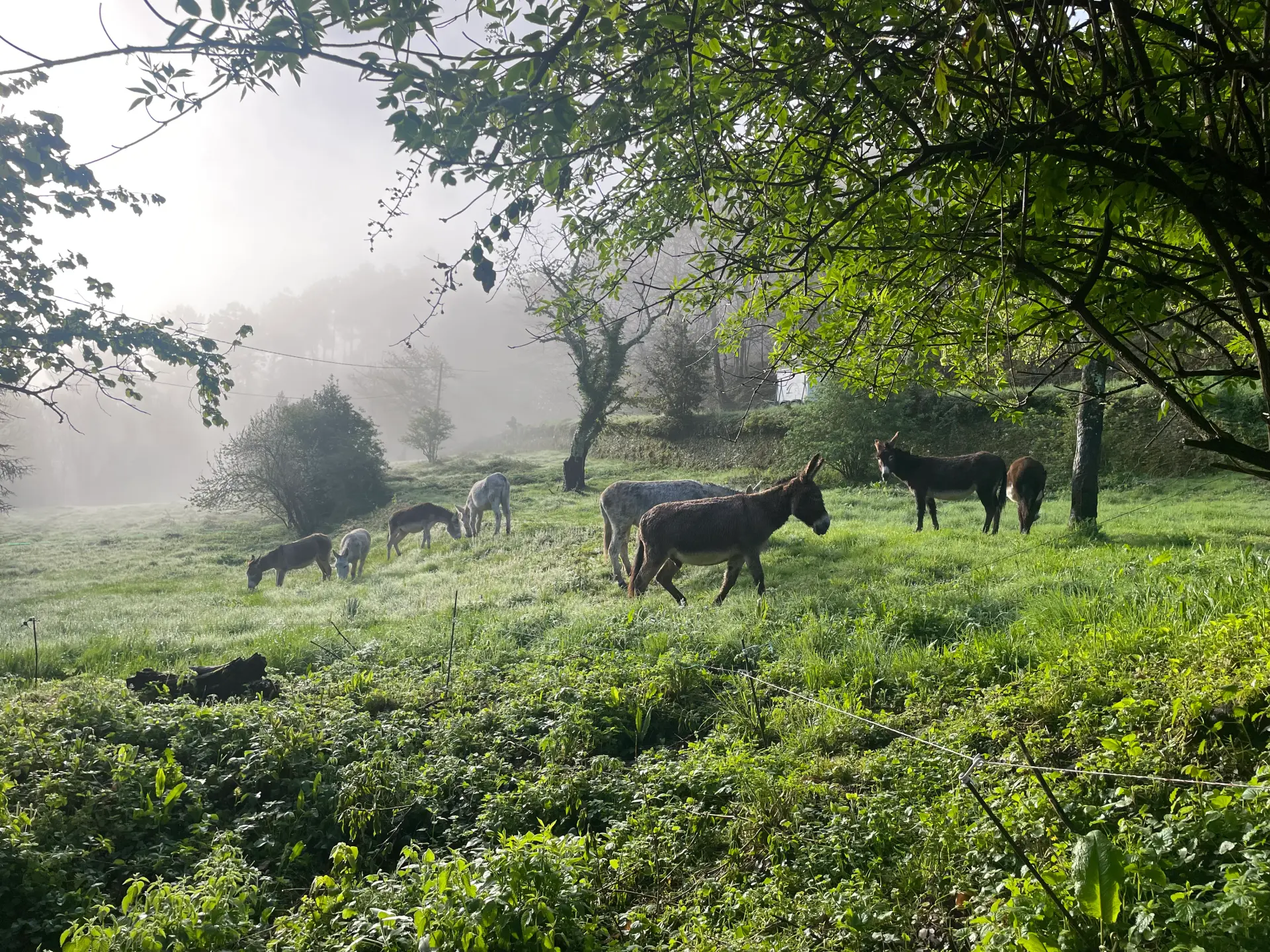 Randonnée avec un âne de bât dans les Cévennes, ferme de la Frégère Basse