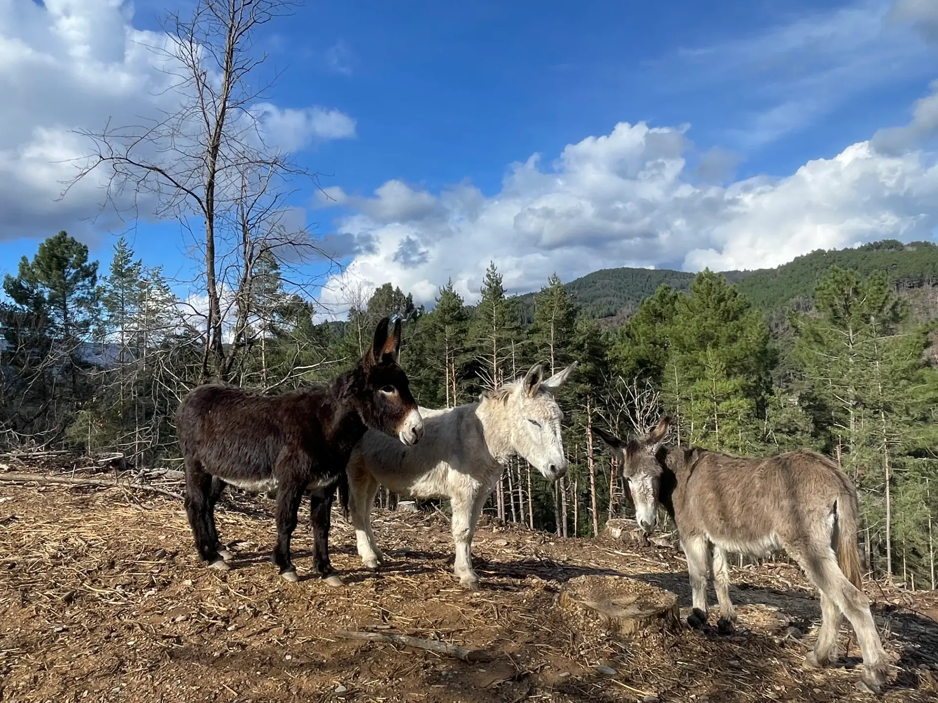 Location d'âne de bât pour la randonnée dans les Cévennes